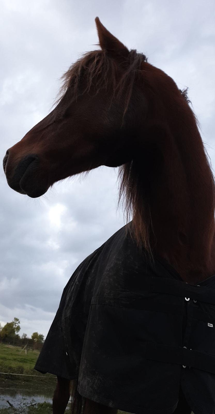 Anden særlig race McQueen  billede 8