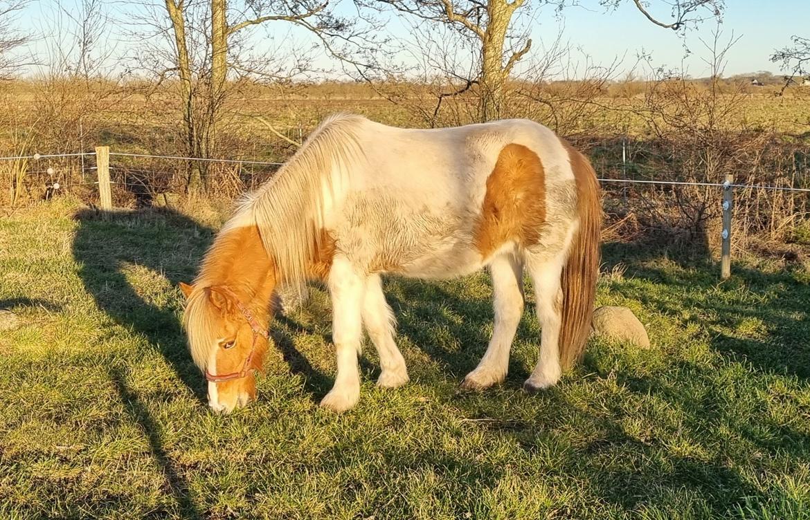 Islænder Hylling fra Ulvehave billede 14