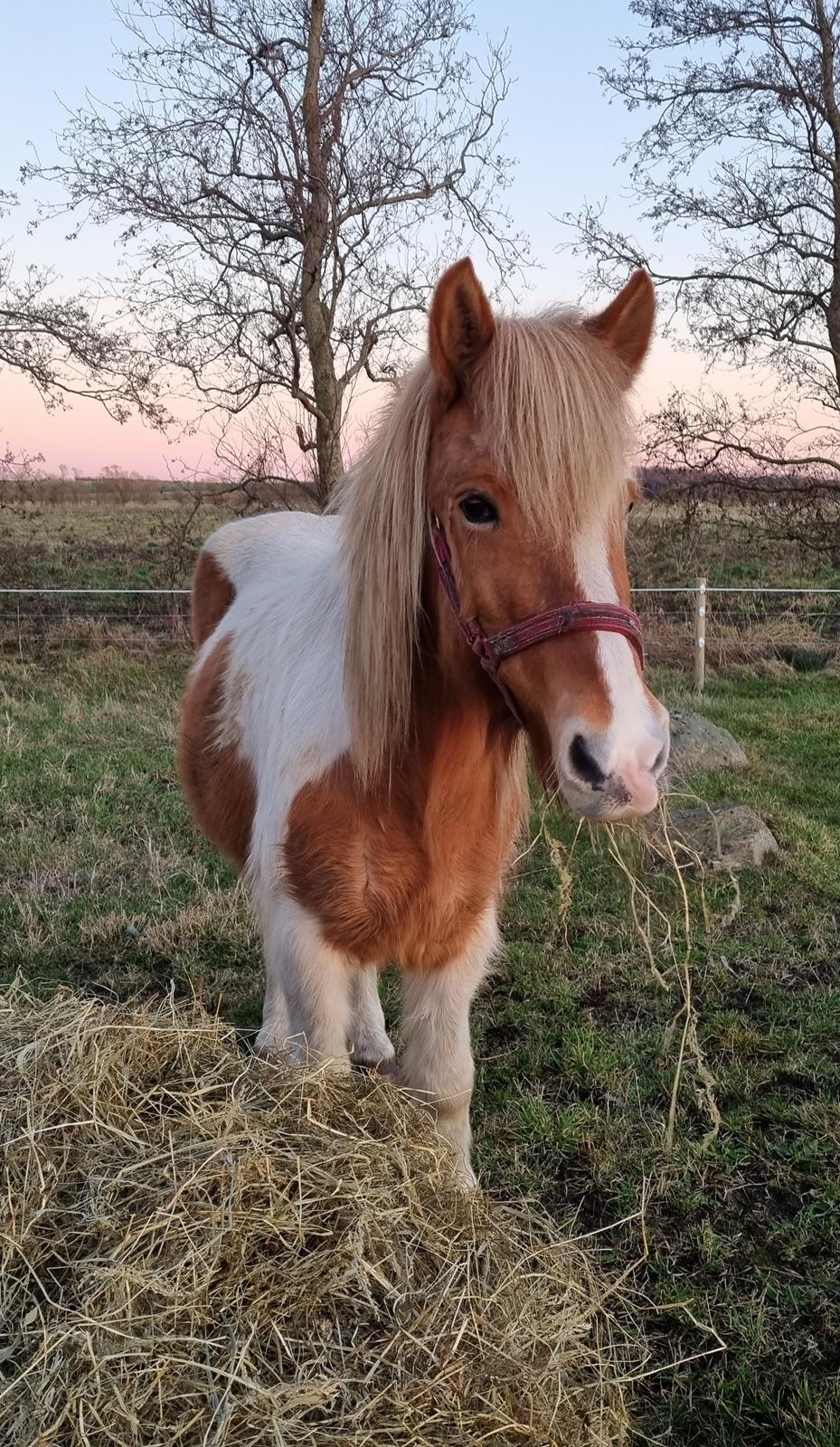 Islænder Hylling fra Ulvehave billede 12