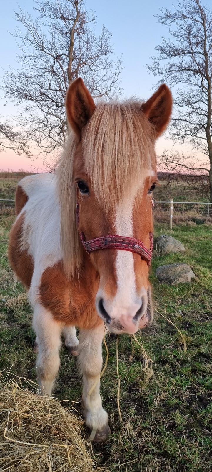 Islænder Hylling fra Ulvehave billede 13