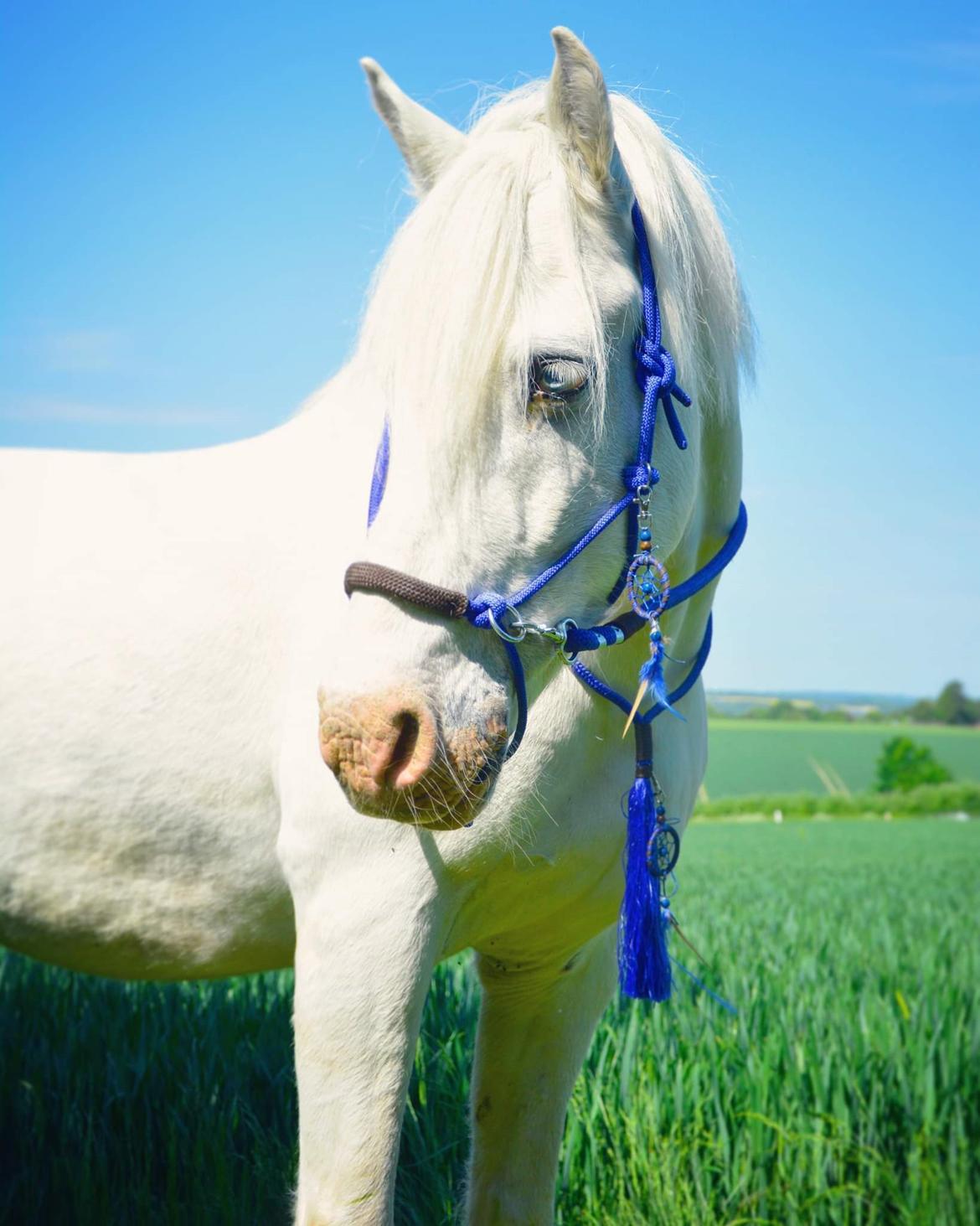 Anden særlig race Snowball  - Juni 2021 | Flotte fyr <3 billede 3