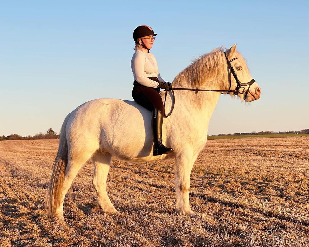 Anden særlig race Snowball  - Februar 2022 billede 9