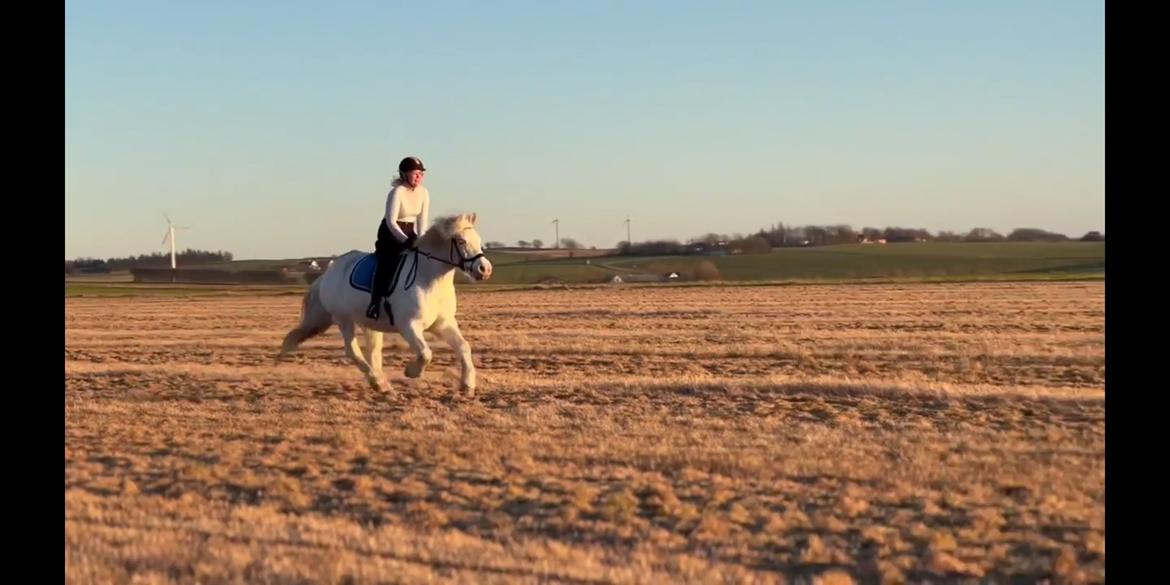 Anden særlig race Snowball  - Februar 2022 billede 6