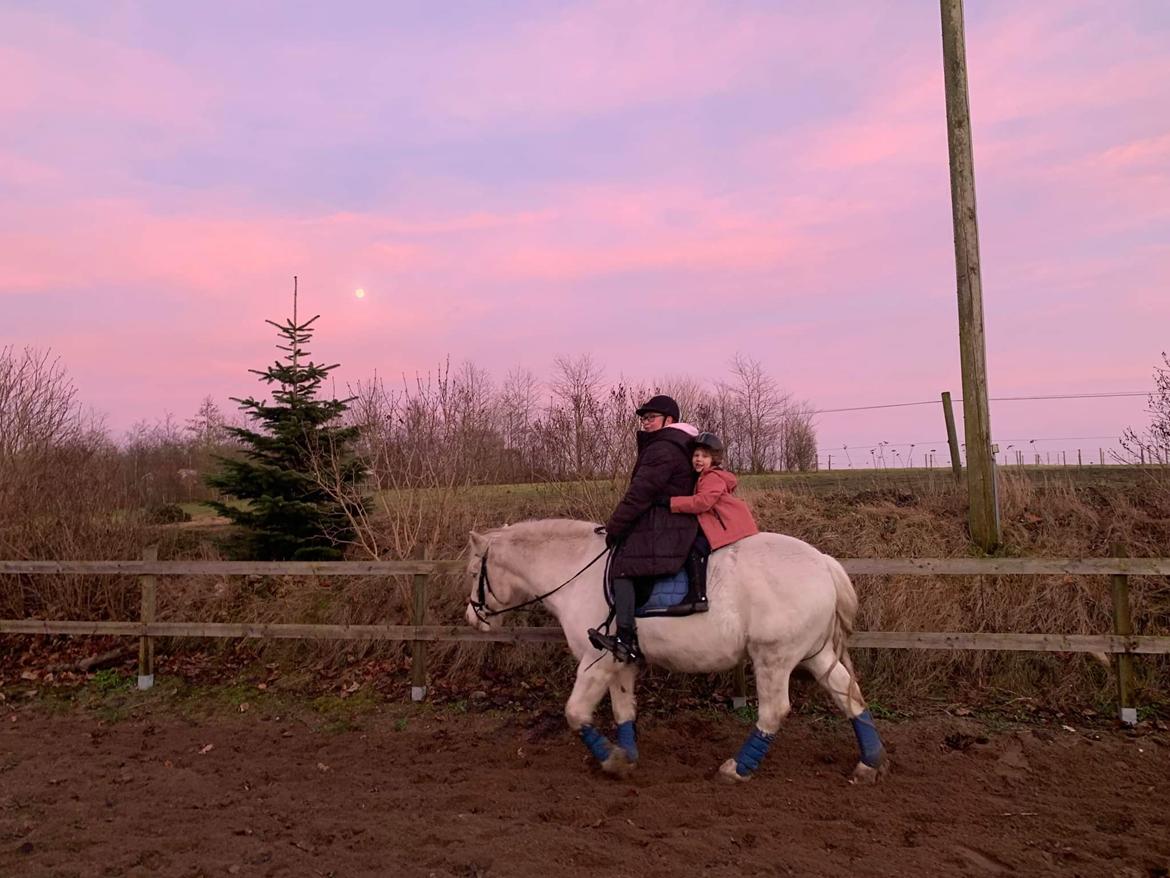 Anden særlig race Snowball  - Januar 2022 billede 11
