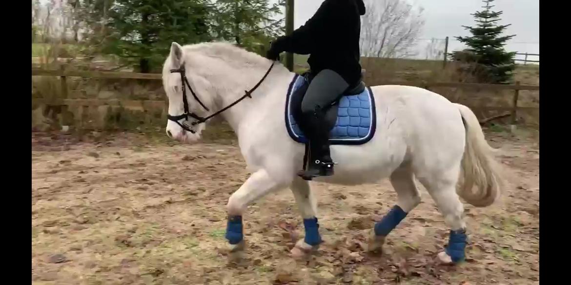 Anden særlig race Snowball  - Januar 2022 billede 12