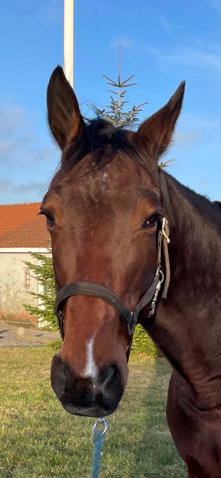 Anden særlig race - Donna billede 17