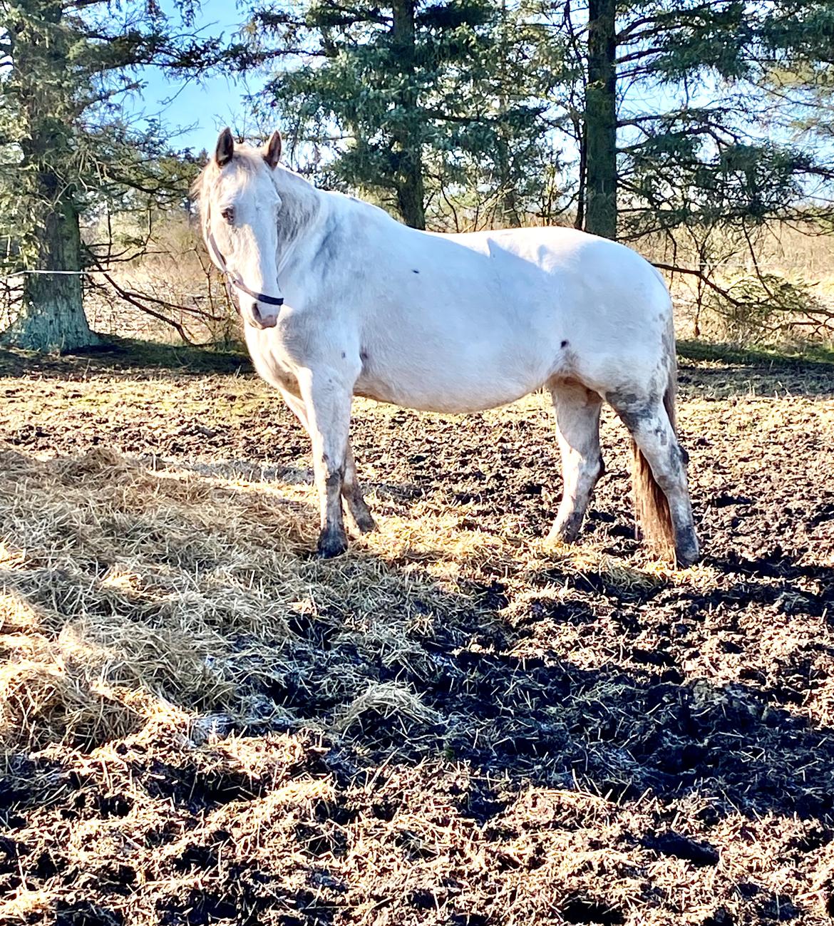 Knabstrupper Sanders Belinda billede 20