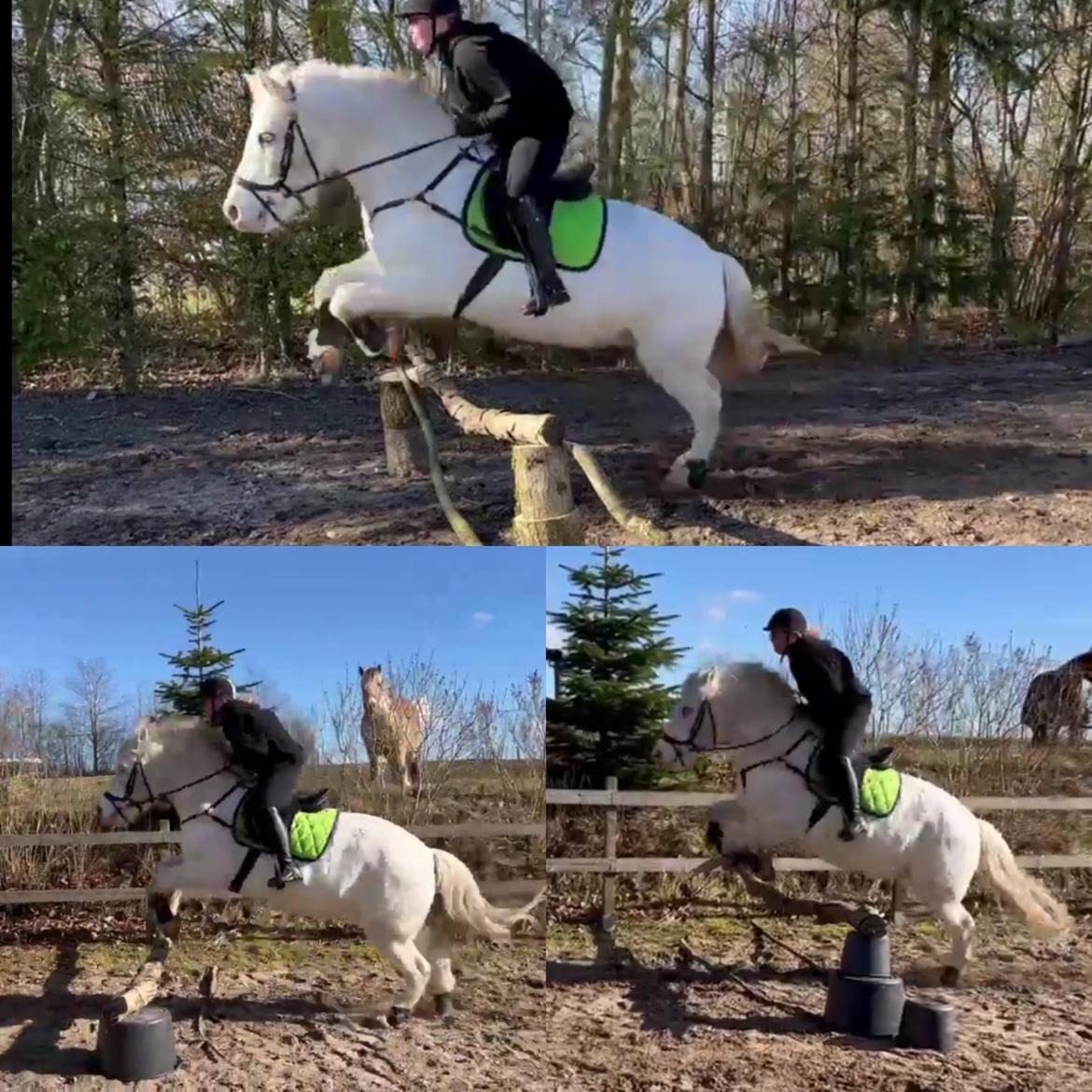 Anden særlig race Snowball  - Marts 2022 | Første gang vi springer!  billede 14