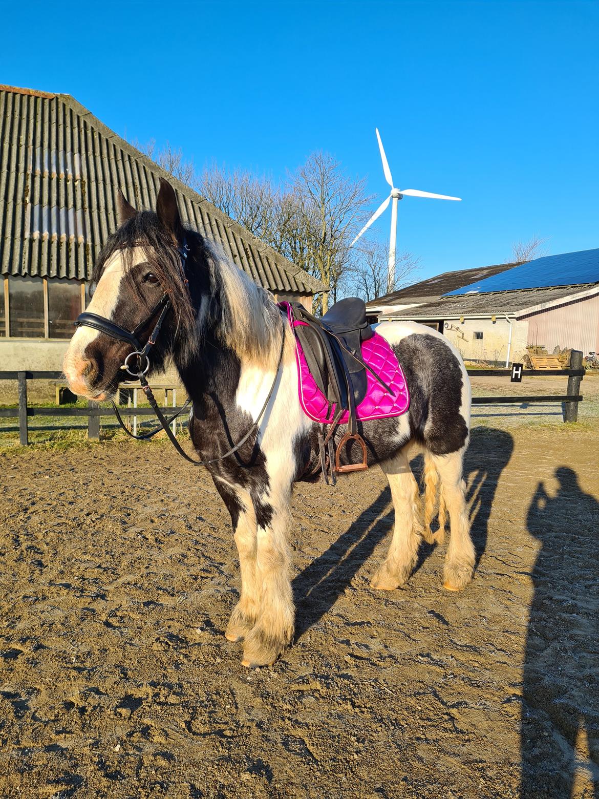 Irish Cob Phoibe billede 1