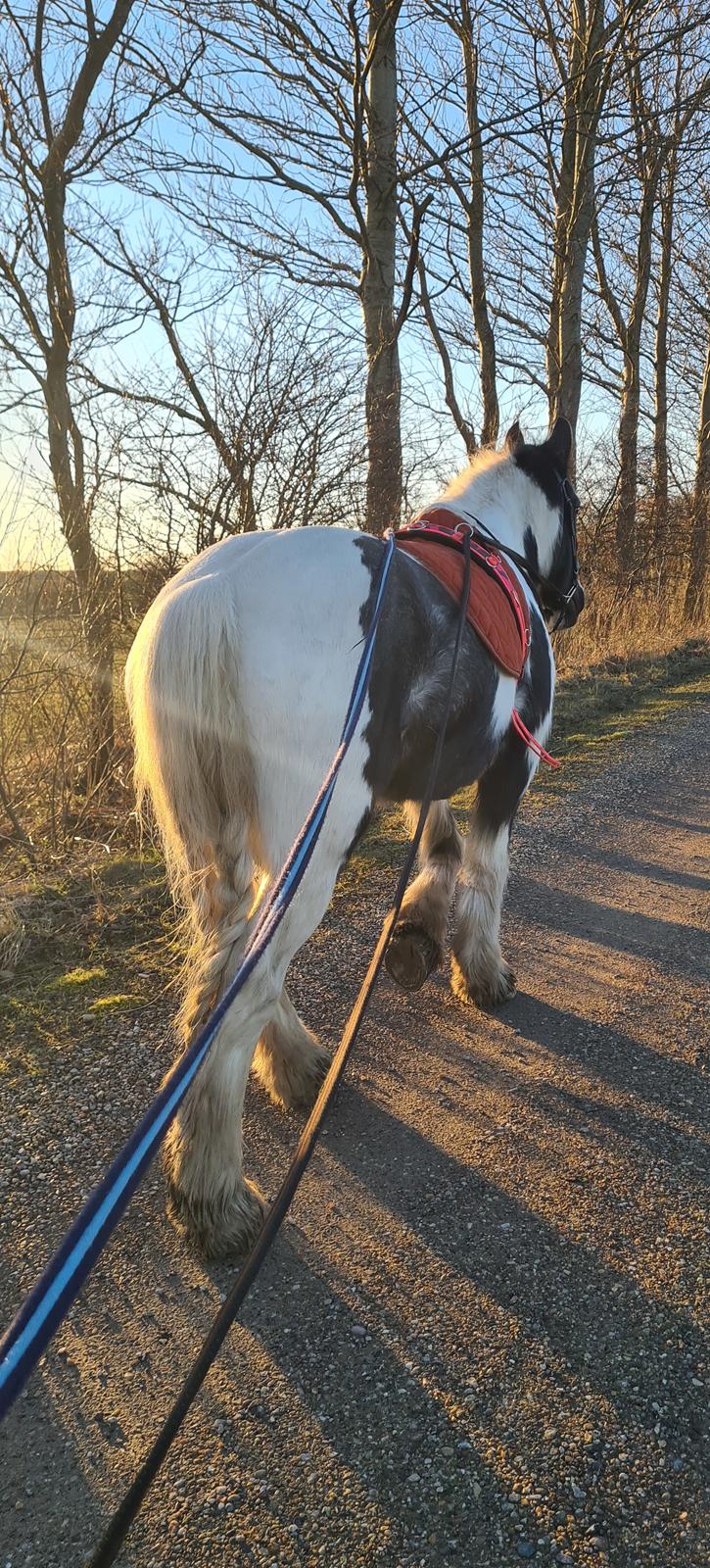 Irish Cob Phoibe billede 2