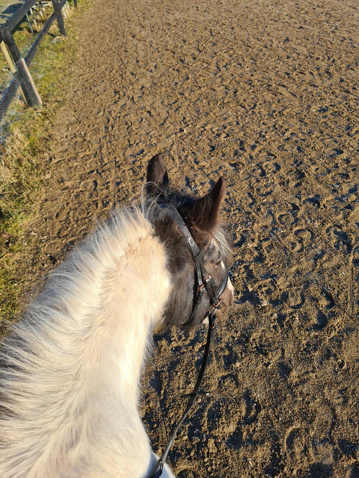 Irish Cob Phoibe billede 20