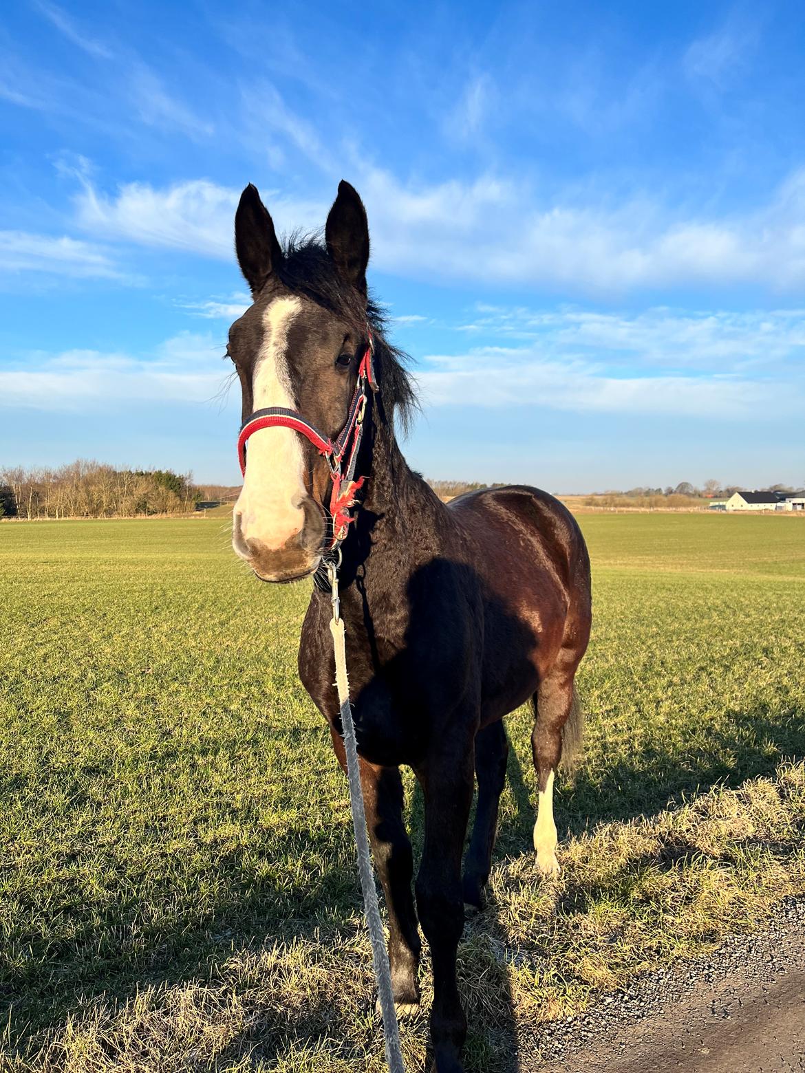 Oldenborg Valentino af Lammefjorden  billede 12