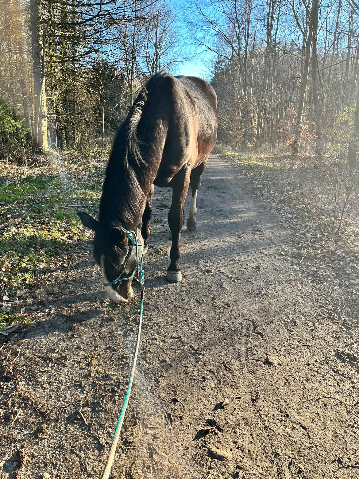 Oldenborg Valentino af Lammefjorden  billede 13
