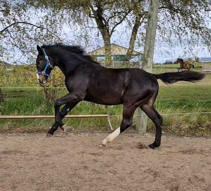 Oldenborg Valentino af Lammefjorden  billede 14
