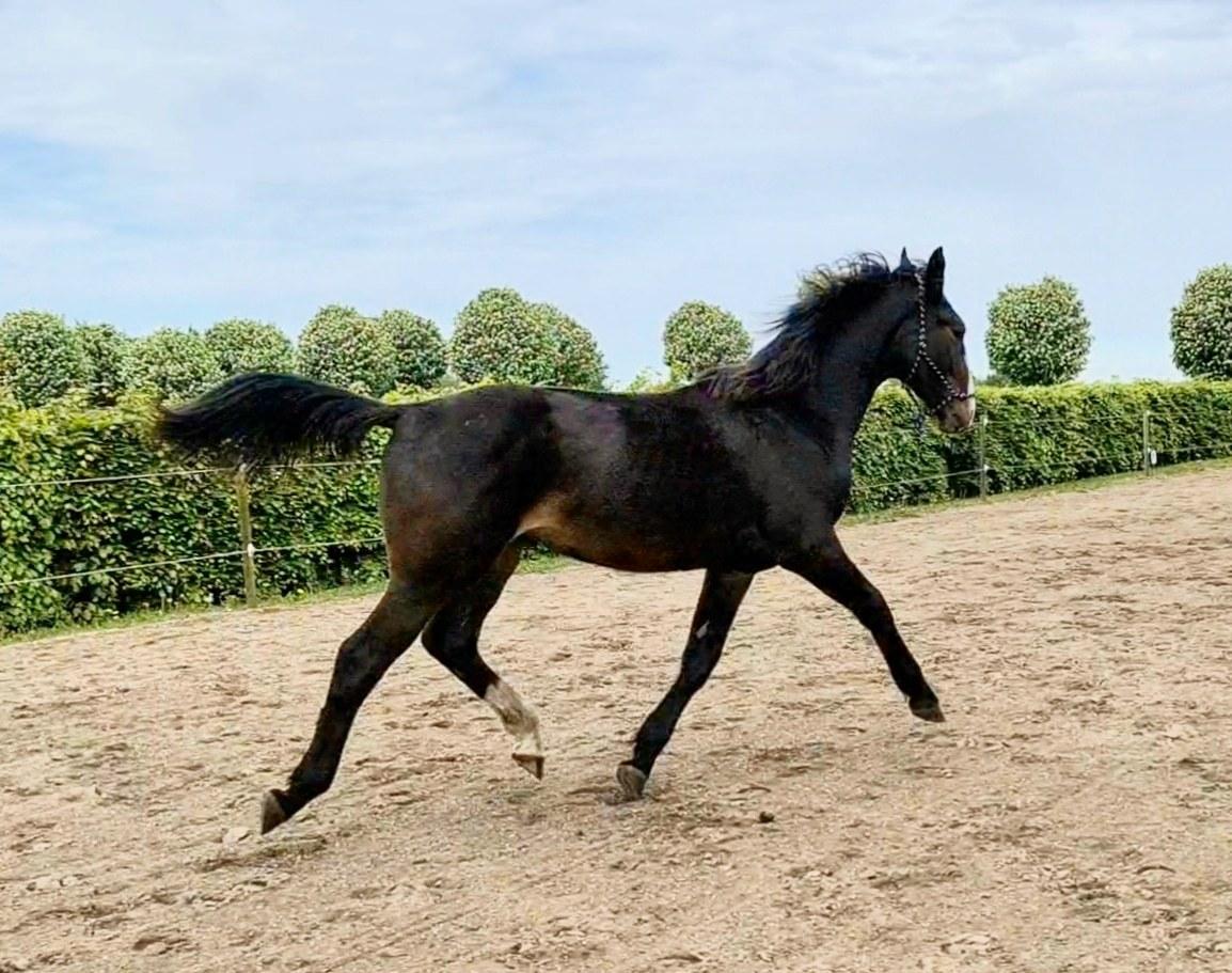 Oldenborg Valentino af Lammefjorden  billede 15