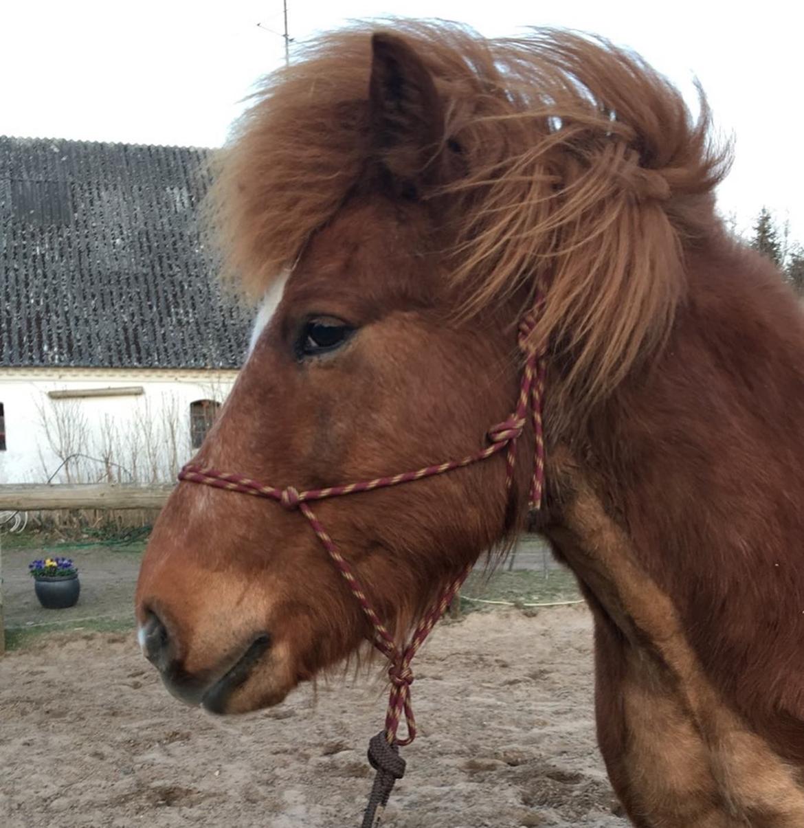 Islænder Matti fra Kastaniegården  billede 1