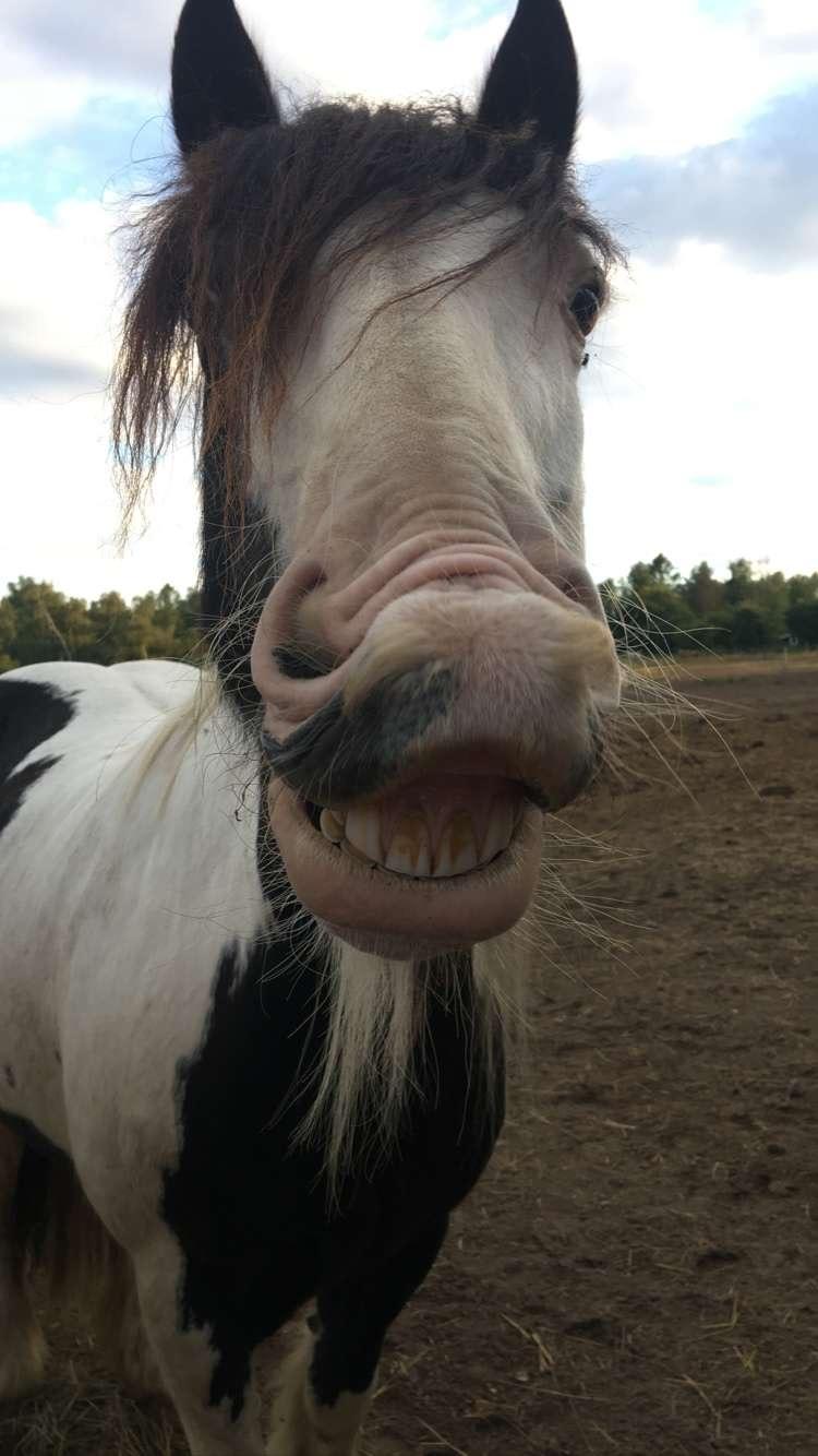 Irish Cob Peter Tullamore  billede 1