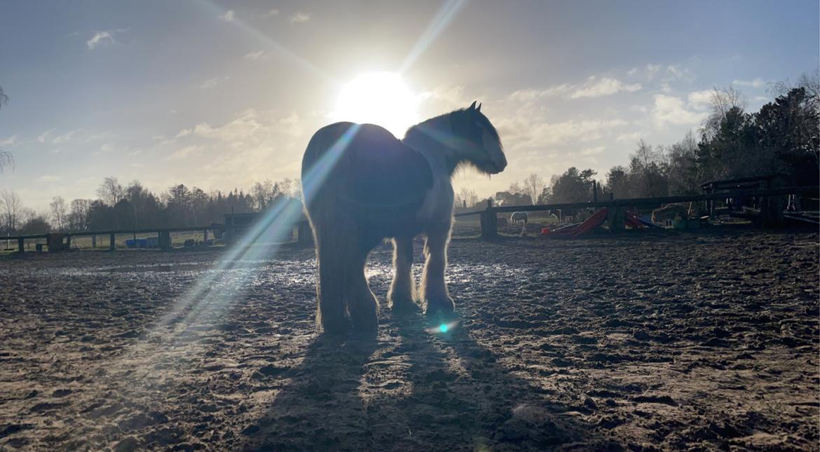 Irish Cob Peter Tullamore  billede 4