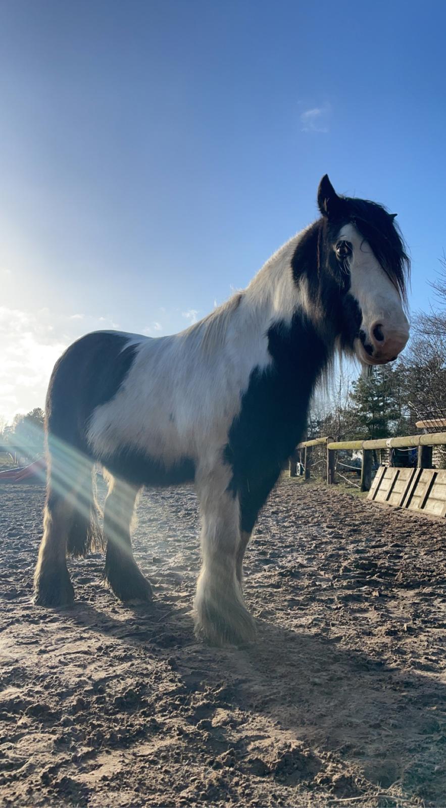 Irish Cob Peter Tullamore  billede 5