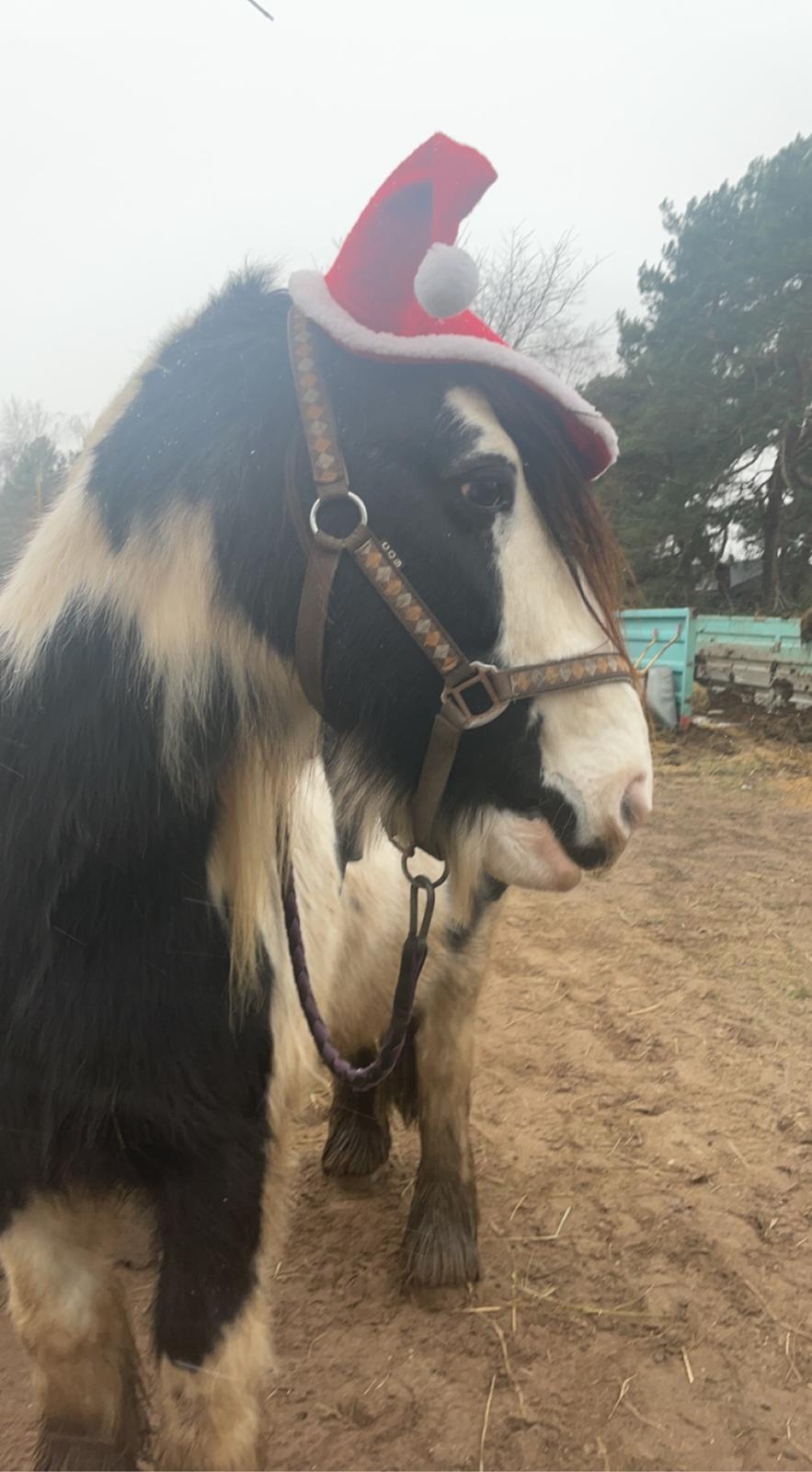 Irish Cob Peter Tullamore  billede 2