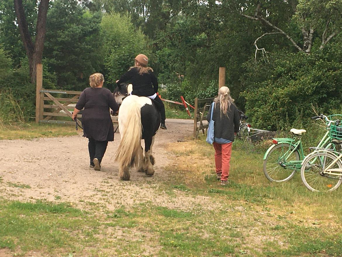 Irish Cob Peter Tullamore  billede 3