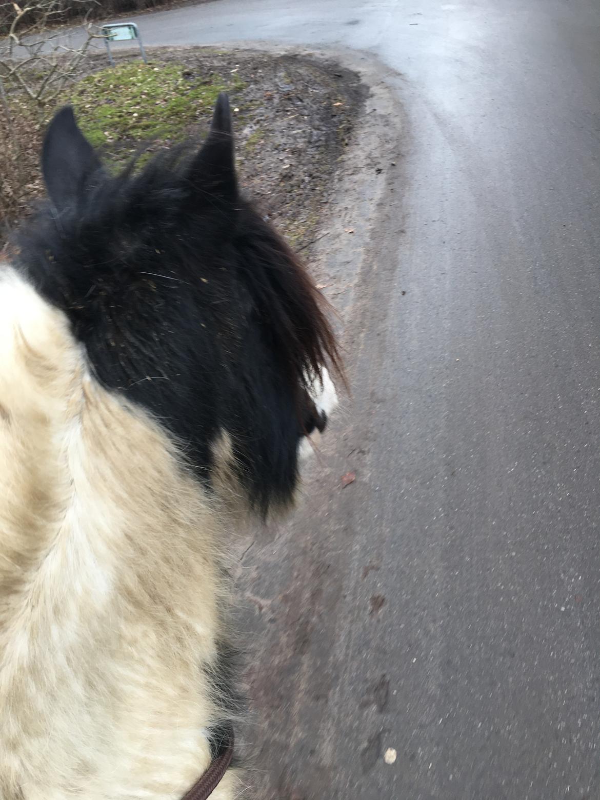 Irish Cob Peter Tullamore  billede 6