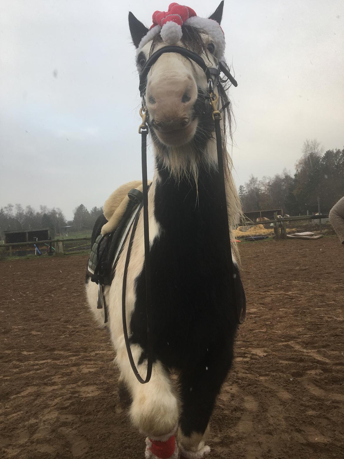 Irish Cob Peter Tullamore  billede 7