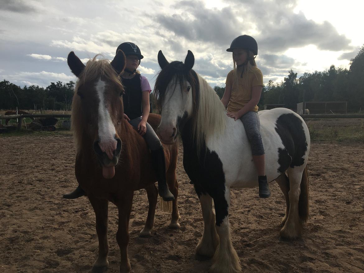 Irish Cob Peter Tullamore  billede 8