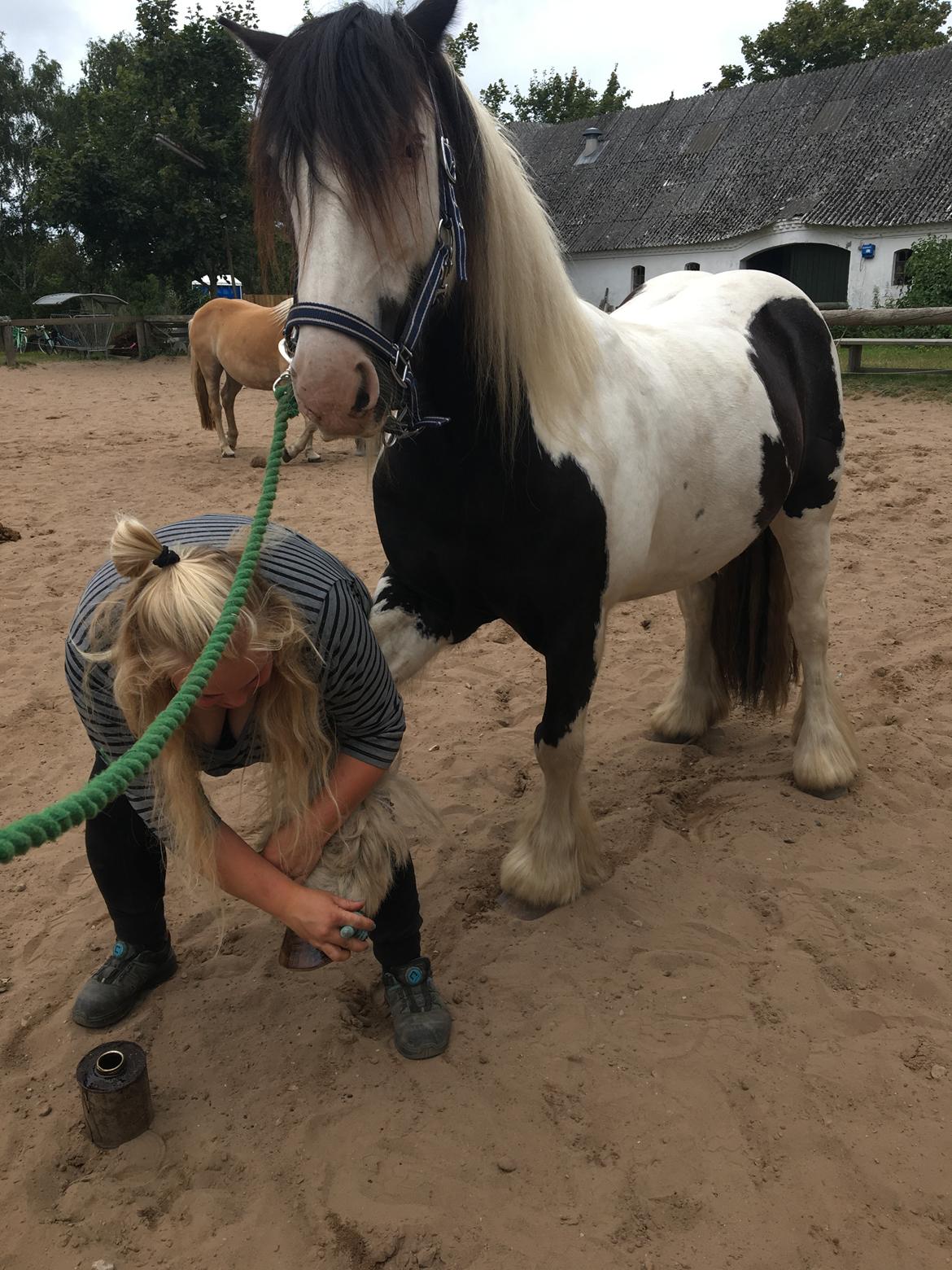Irish Cob Peter Tullamore  billede 9