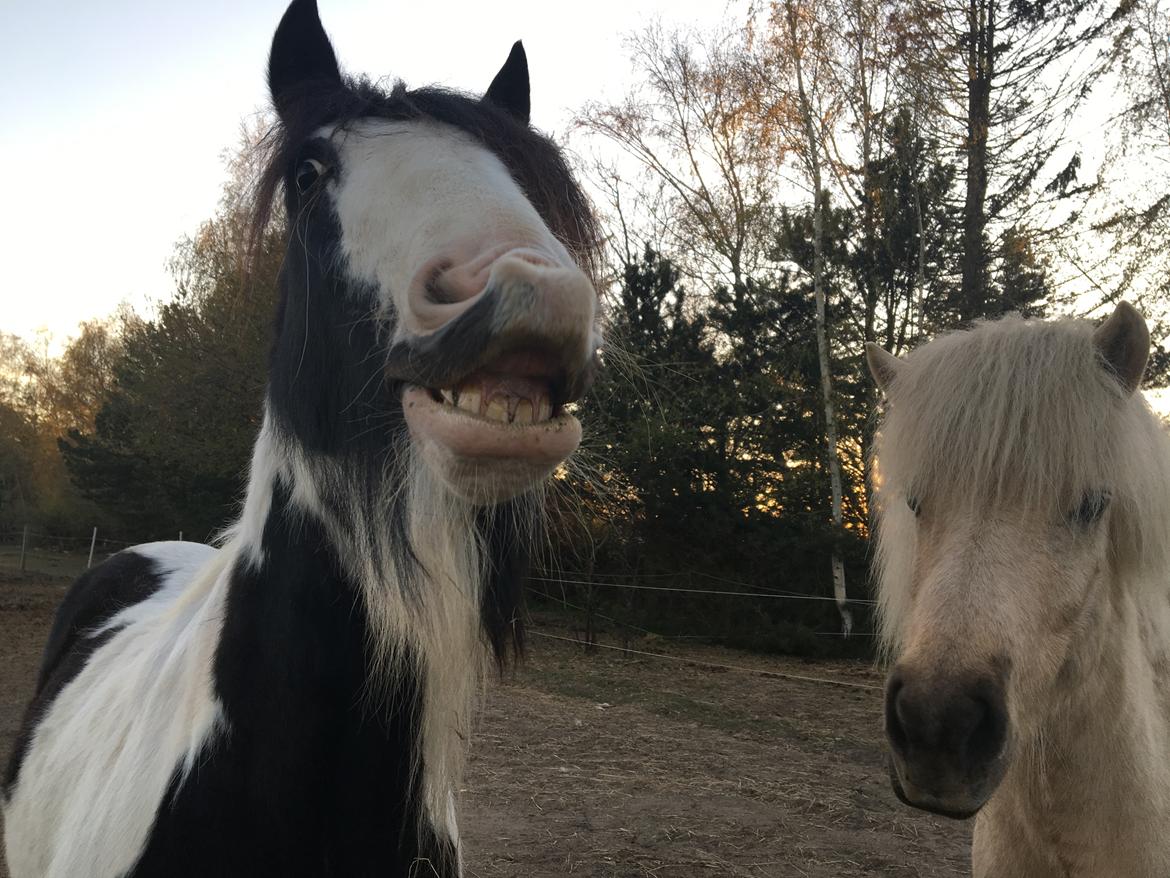 Irish Cob Peter Tullamore  billede 10