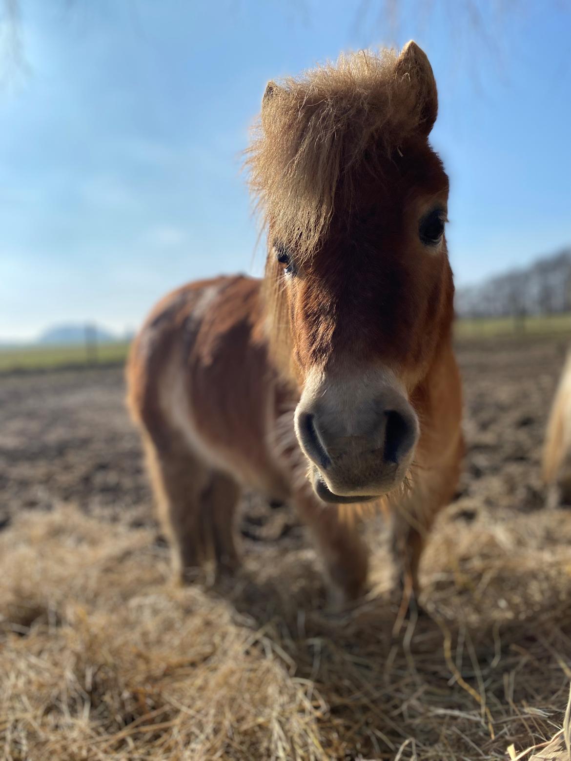 Shetlænder Topper  billede 1