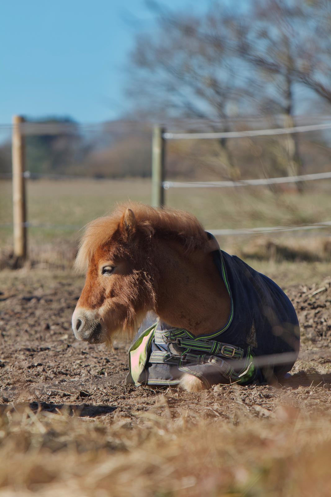 Shetlænder Topper  billede 2