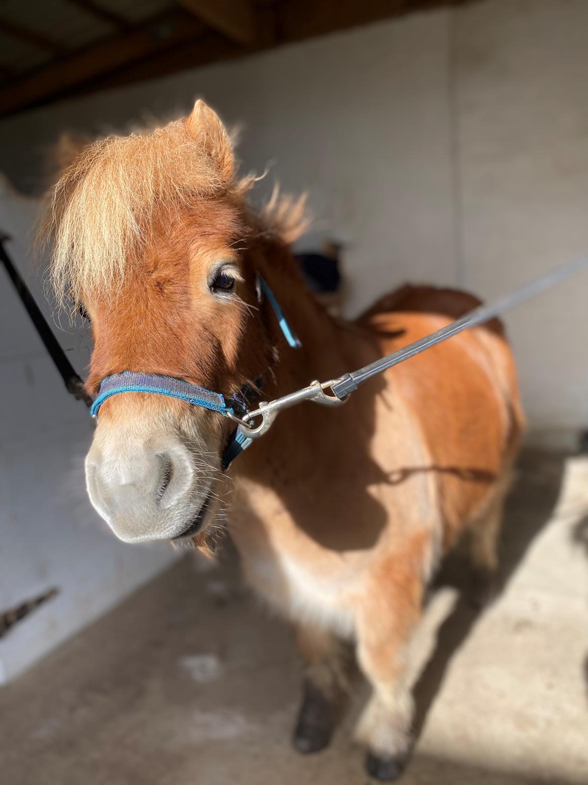 Shetlænder Topper  billede 3