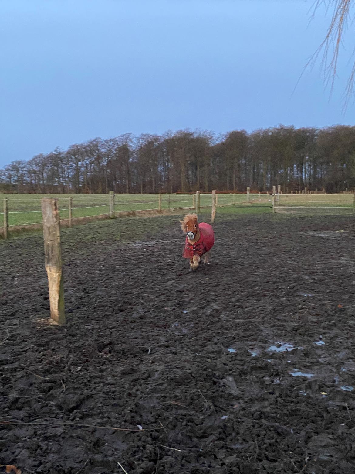 Shetlænder Topper  billede 5