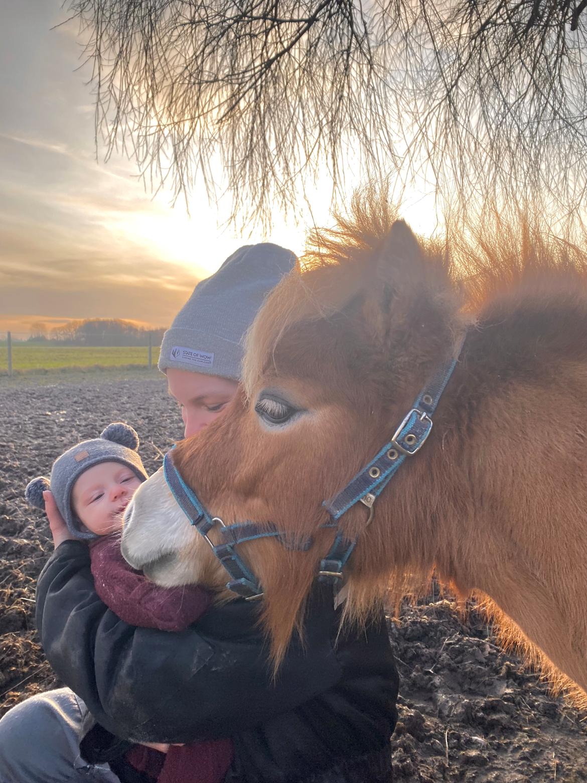 Shetlænder Topper  billede 4