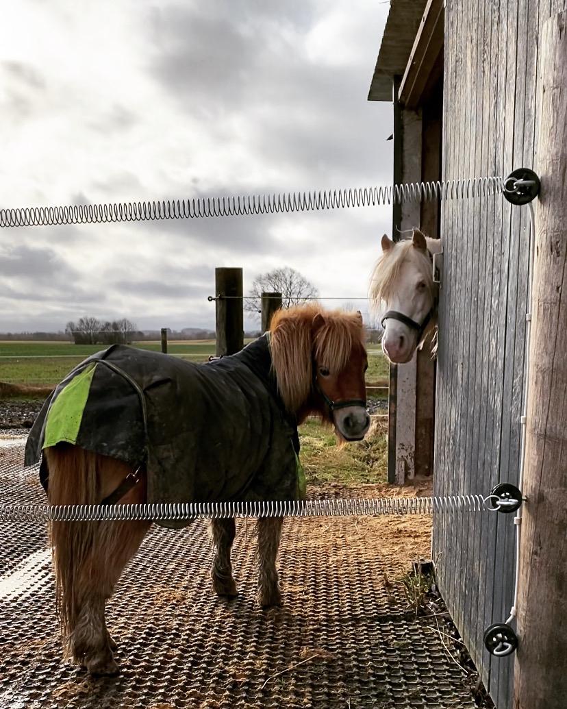Shetlænder Topper  billede 6