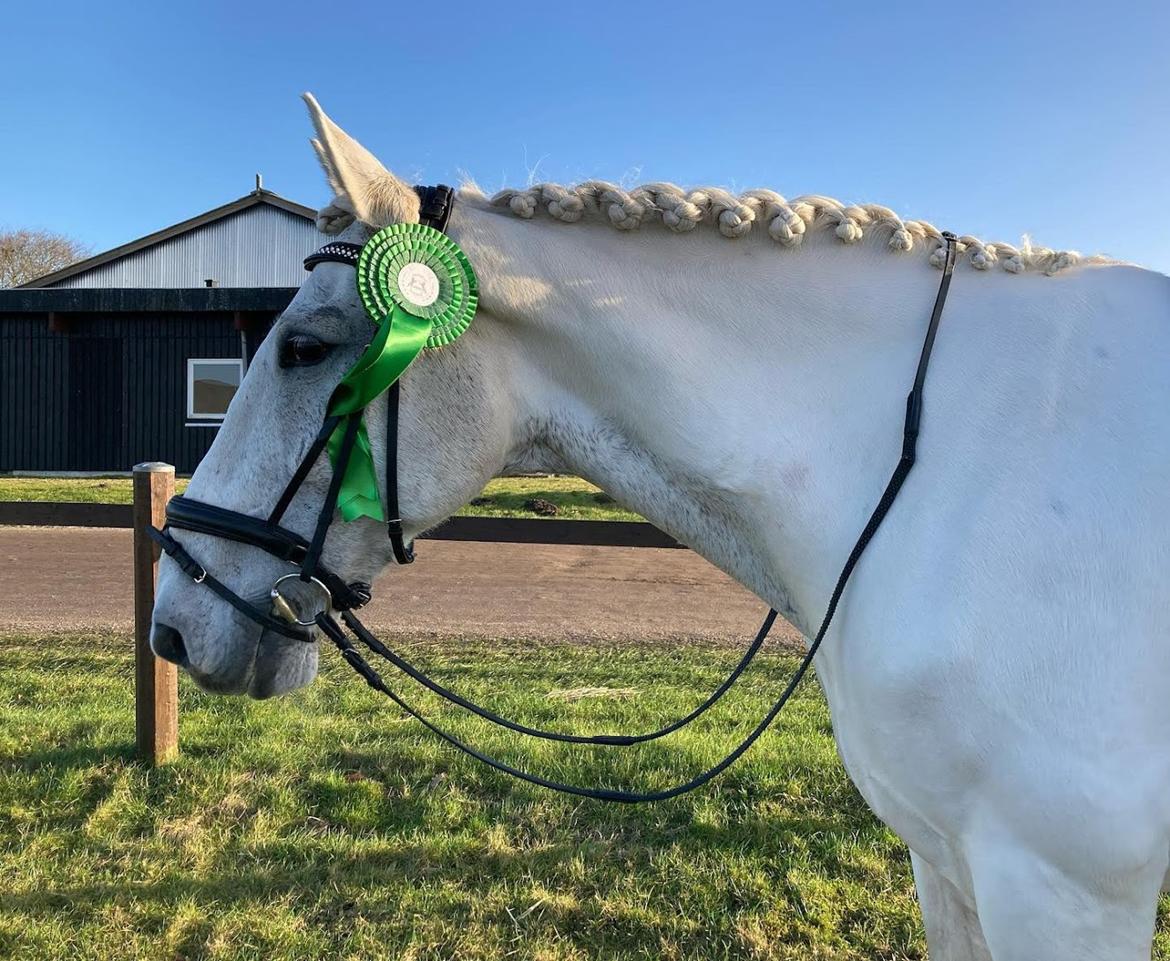 Hollandsk Varmblod Santana - Nappede 3. pladsen foran alle DV'erne i LC3 - dec '21 billede 18