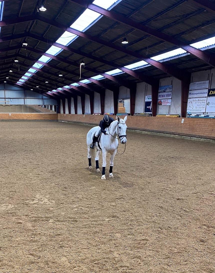 Hollandsk Varmblod Santana - Debut i LB2, Varde - nov '21 billede 19