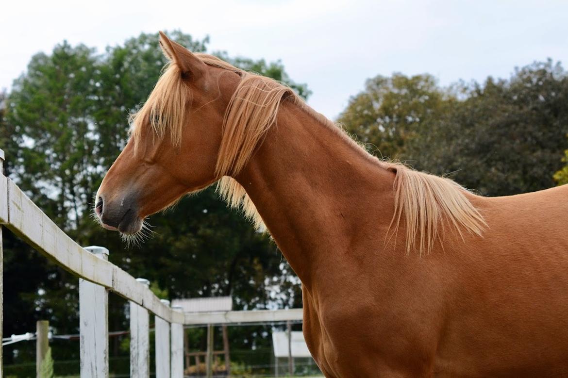 Palomino Stauslykkes fallulah billede 1