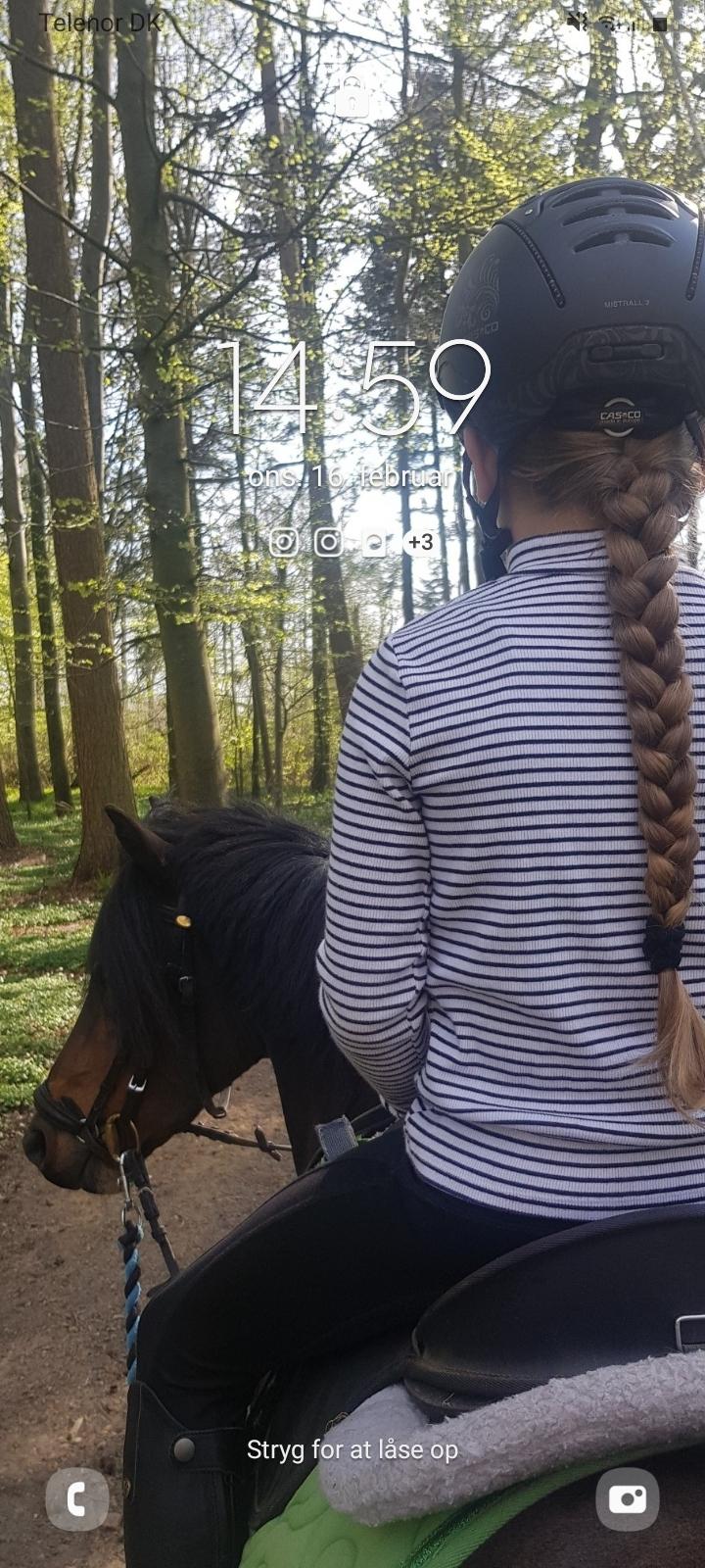 Dartmoor Innis Nissen - En tur I skoven 2020 billede 4