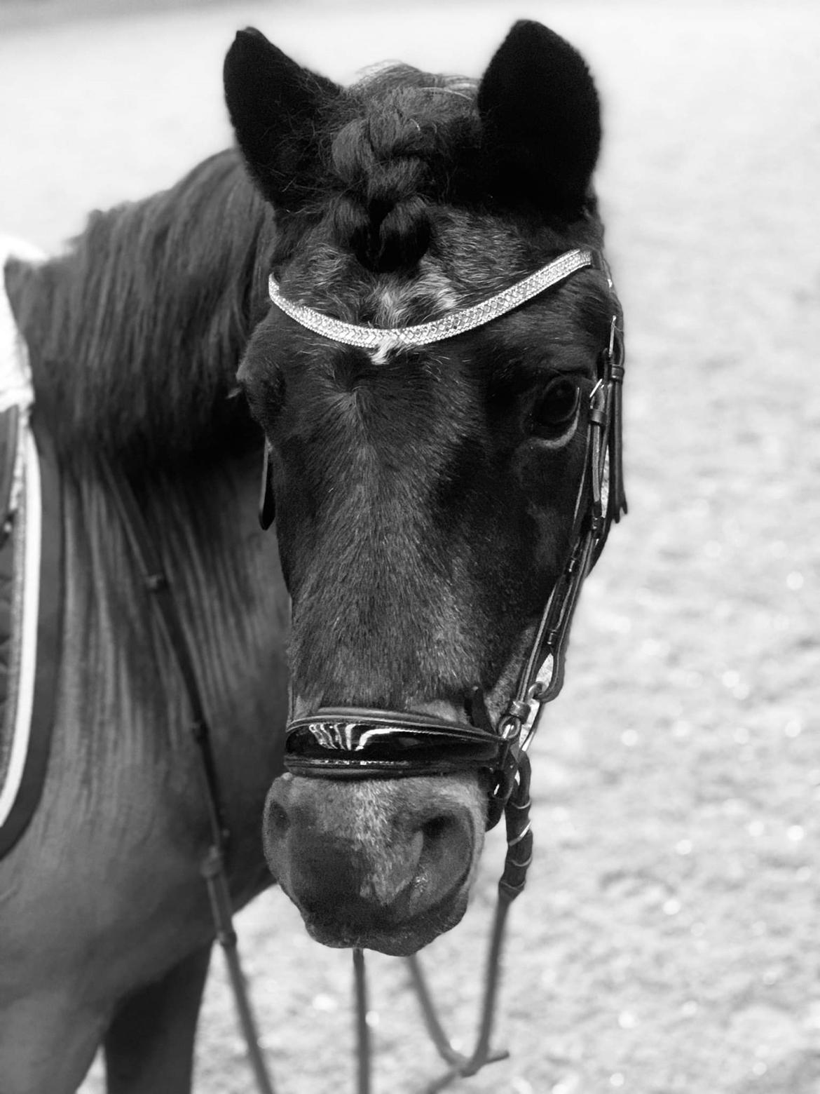 Dartmoor Innis Nissen billede 1