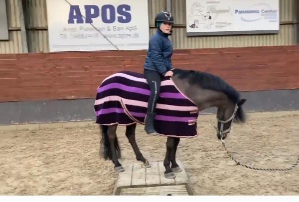 Dartmoor Innis Nissen - Agilitydag februar 2022 billede 3