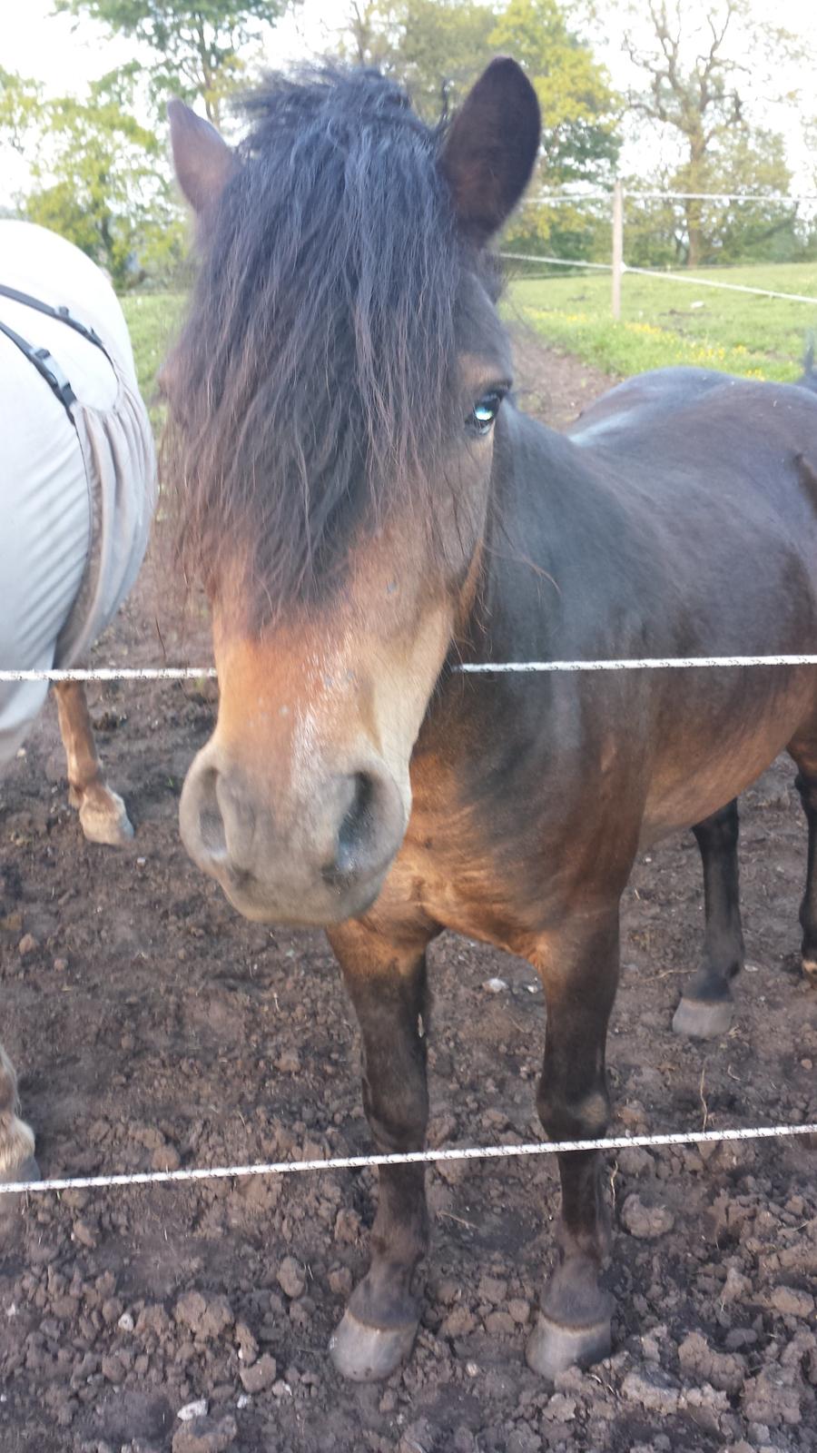 Dartmoor Innis Nissen billede 10