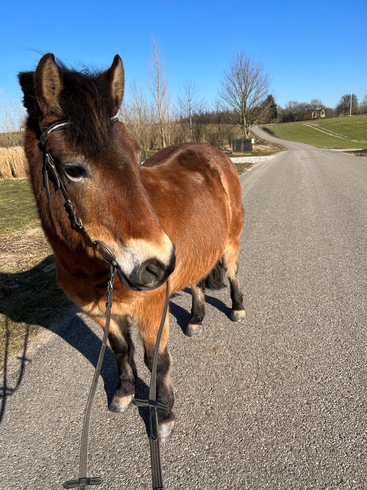 Gotlandsruss Enar aka. Bette (Himmelhest) billede 1