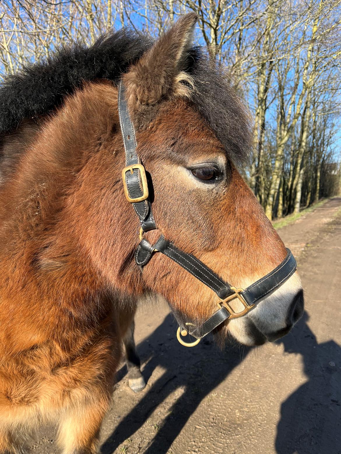 Gotlandsruss Enar aka. Bette (Himmelhest) billede 3