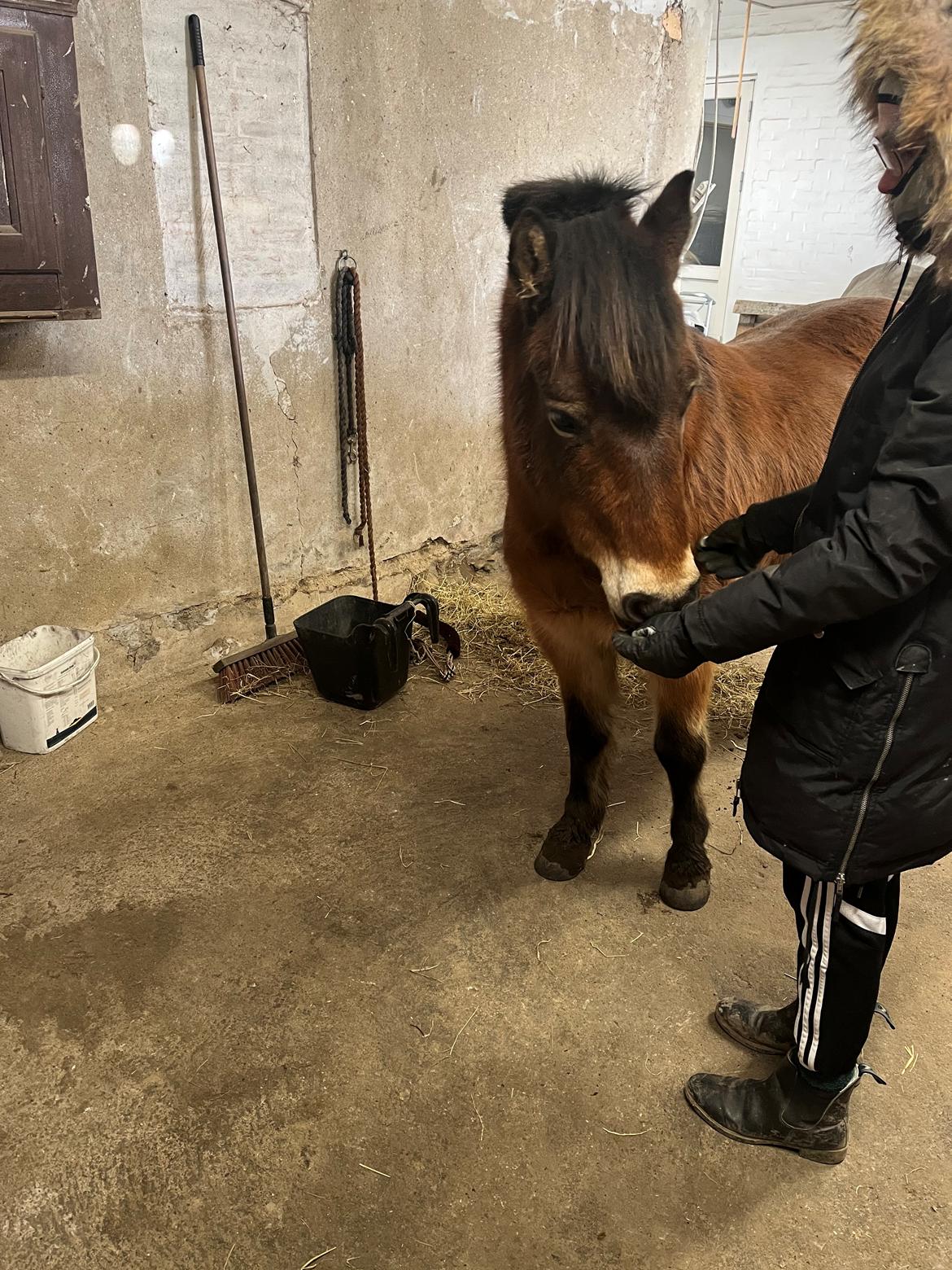 Gotlandsruss Enar aka. Bette (Himmelhest) billede 9