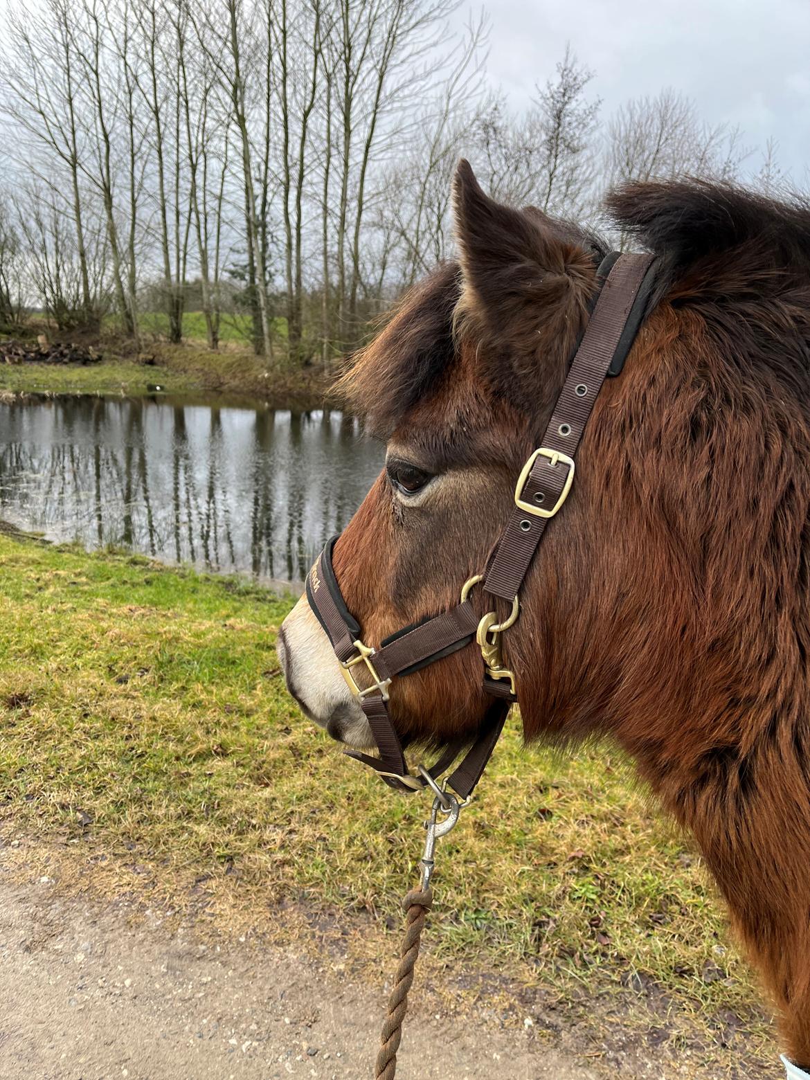 Gotlandsruss Enar aka. Bette (Himmelhest) billede 10