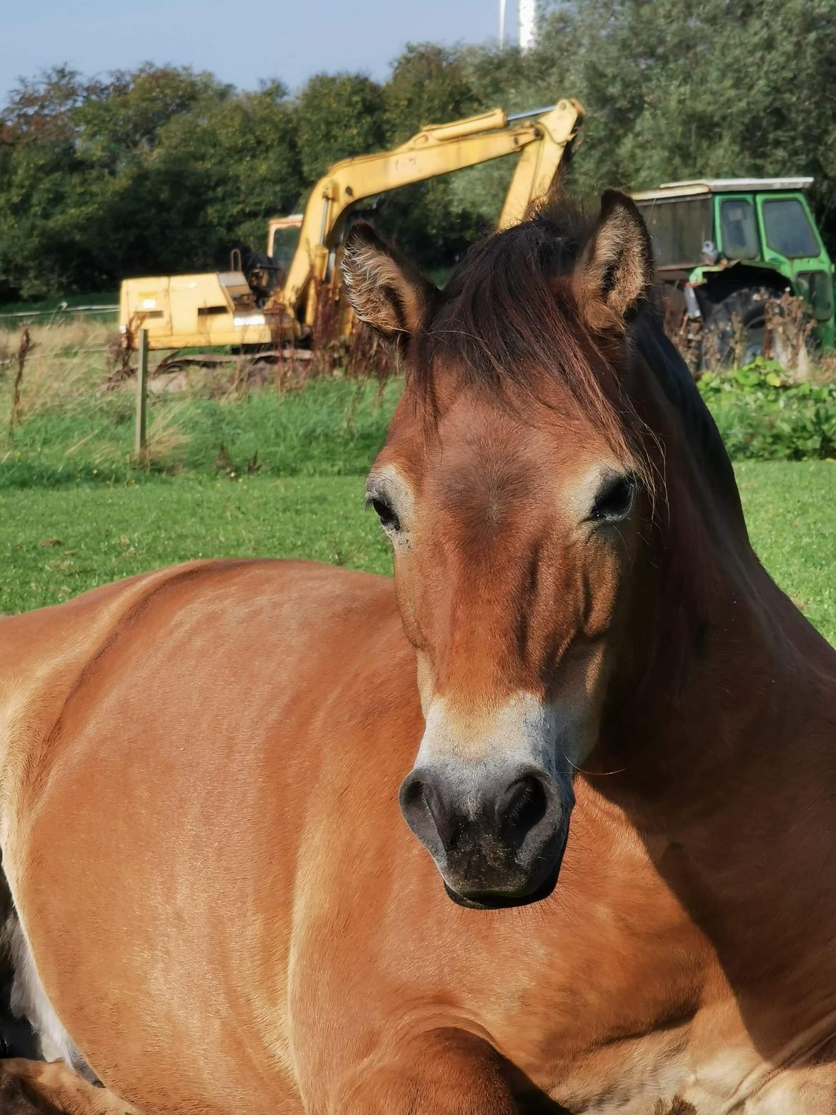 Gotlandsruss Enar aka. Bette (Himmelhest) billede 6