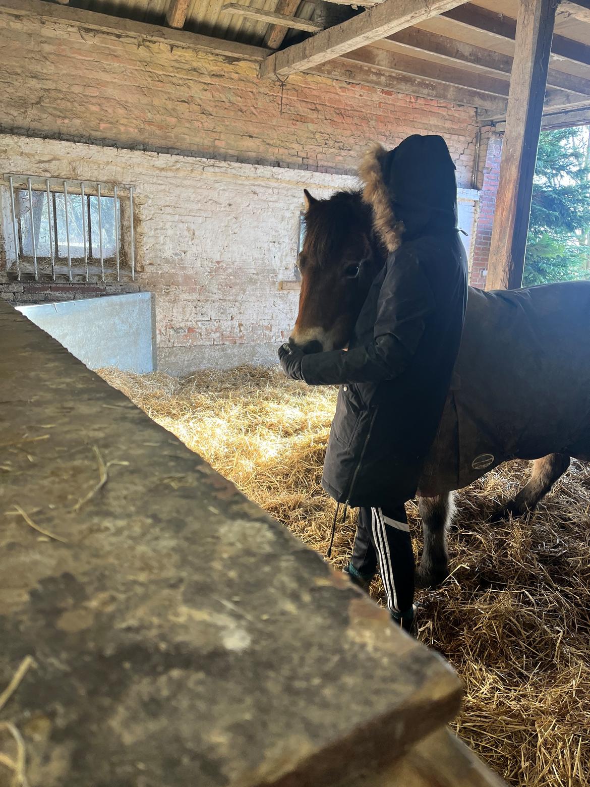 Gotlandsruss Enar aka. Bette (Himmelhest) billede 7