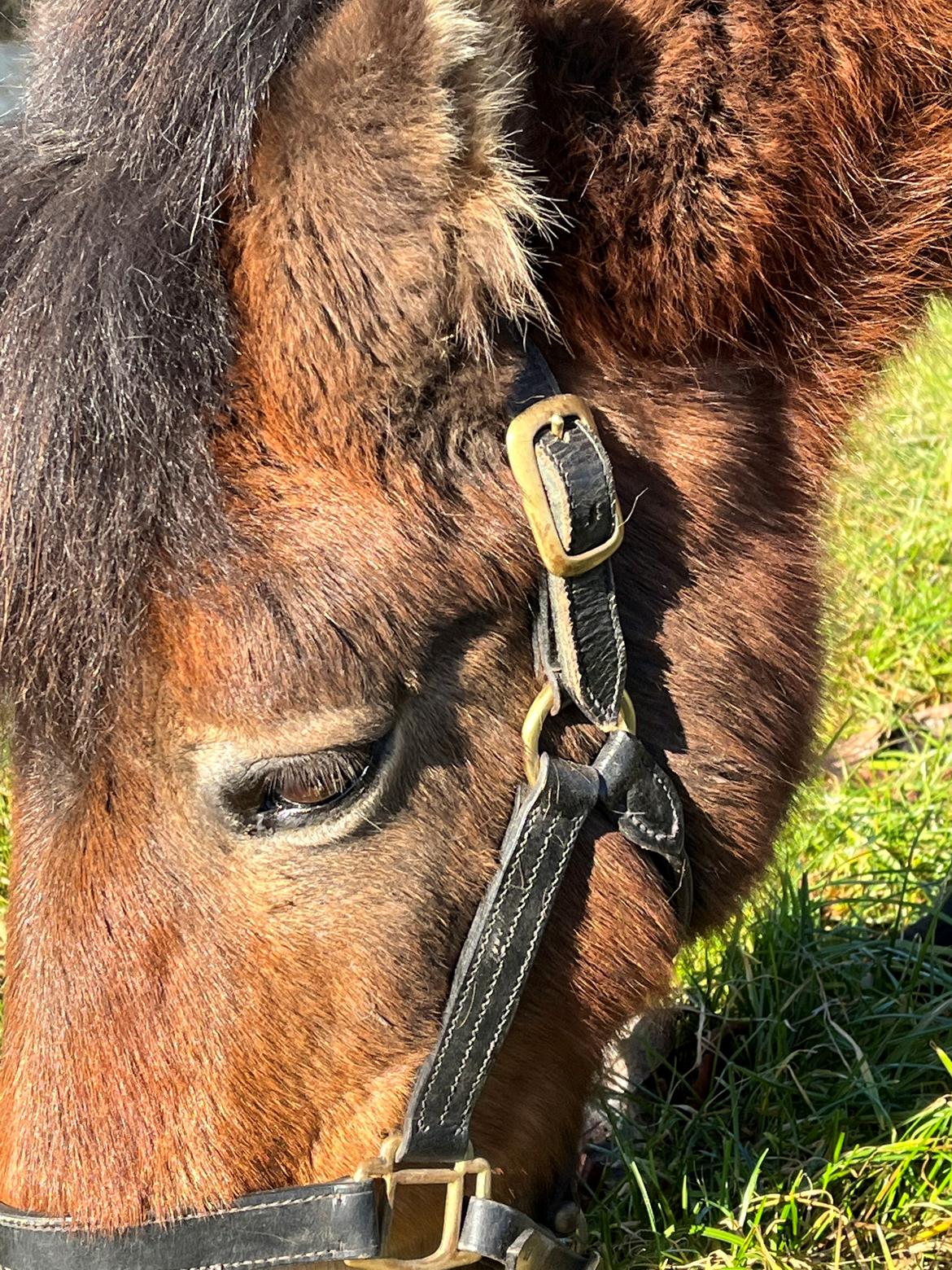 Gotlandsruss Enar aka. Bette (Himmelhest) billede 2